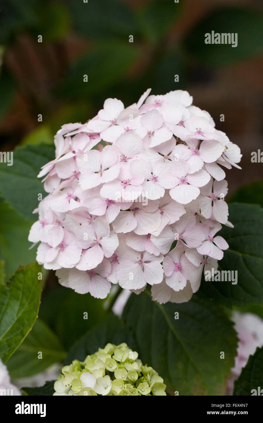 Blassrosa gefärbt Hortensie Blume. Stockfoto