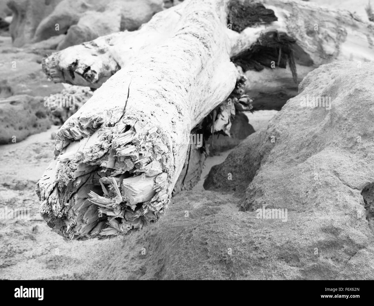 umstürzenden Baum im Wald. Konzept der Verwüstung und Zerstörung der Umwelt. Flutwellen und Stürme Stockfoto