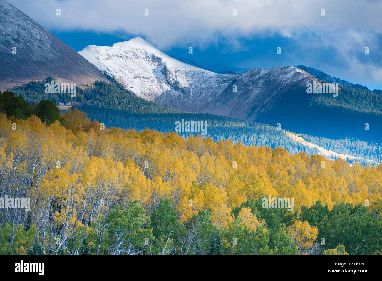 Aspen und schneebedeckten Gipfeln, La Sal Mountains, Utah Manti-La Sal National Forest, neue Moab, Populis tremulodies Stockfoto