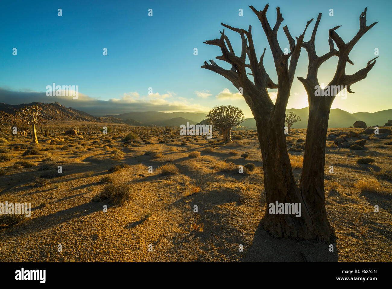 Richtersveld-Nationalpark mit Toten Kookerboom Baum; Südafrika Stockfoto