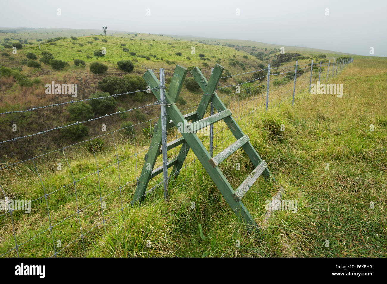 Zaun-Stil bei Kahoe Restaurierung Bereich auf Kohala Range, umfangreiche Koa (Akazie Koa) Baumpflanzungen vor Wildschweinen durch Zäune geschützt Stockfoto