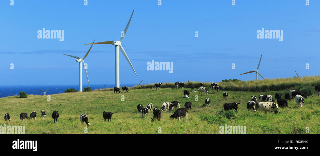 Holstein Kühe unter Windmühlen in North Kohala, Hawaii auf Upolu Point Weiden; Insel von Hawaii, Hawaii, USA Stockfoto