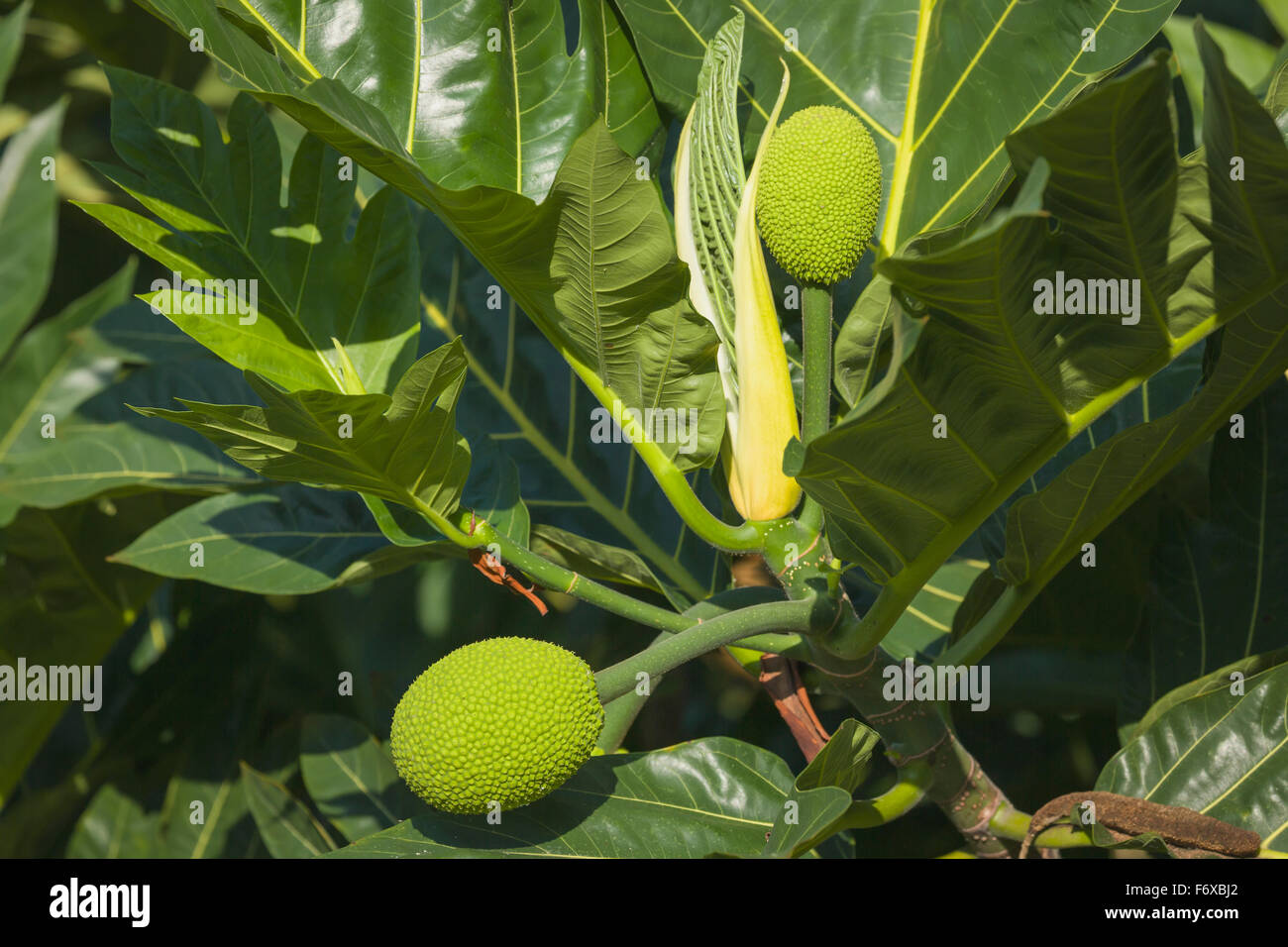 Brotfrucht (Artocarpus Altilis) Volksmund Ulu war ein Grundnahrungsmittel der einheimischen Hawaiianer und macht ein Wiederaufleben in Hawaii Stockfoto