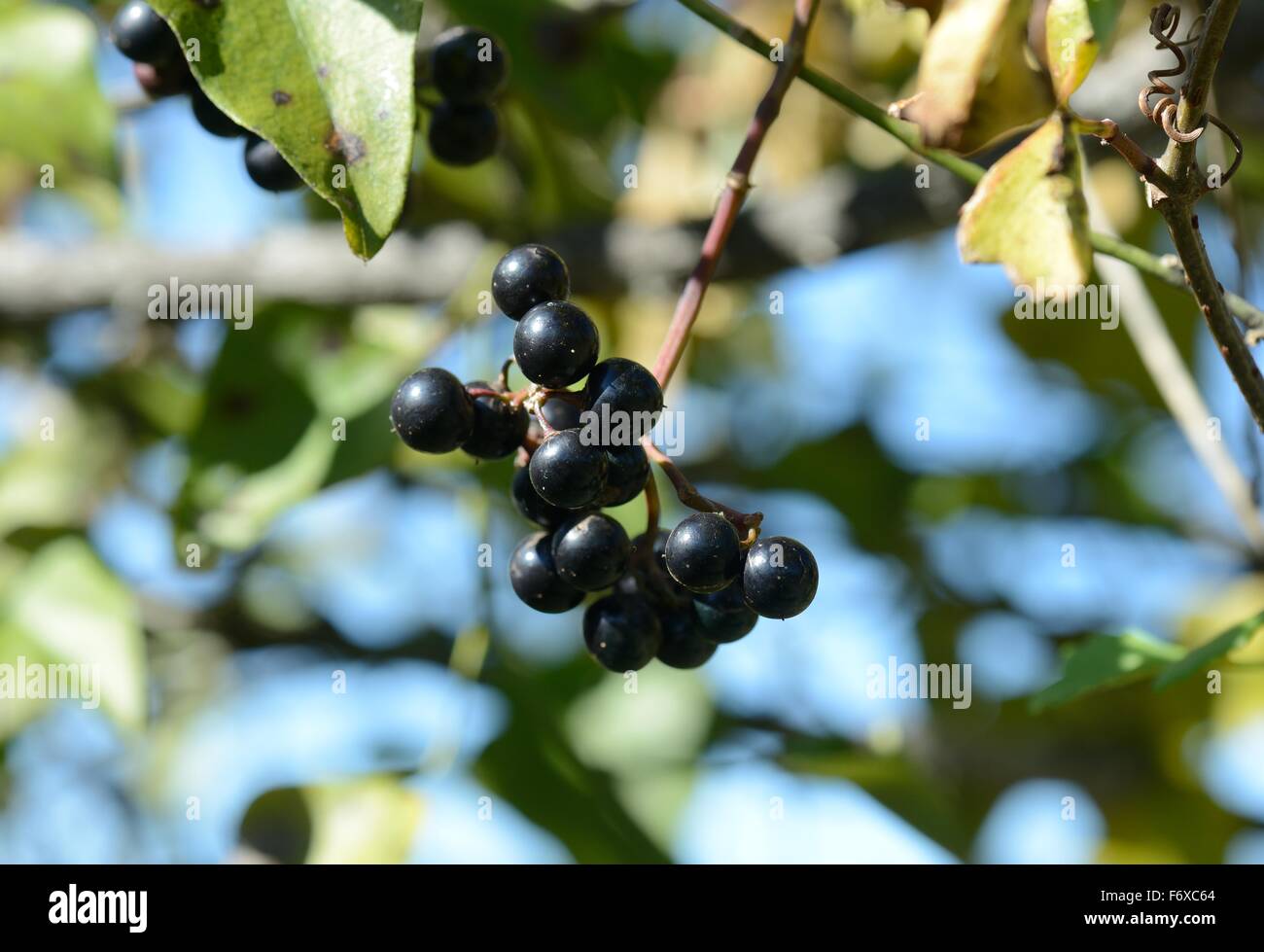 Pfeffer-Rebe Stockfoto