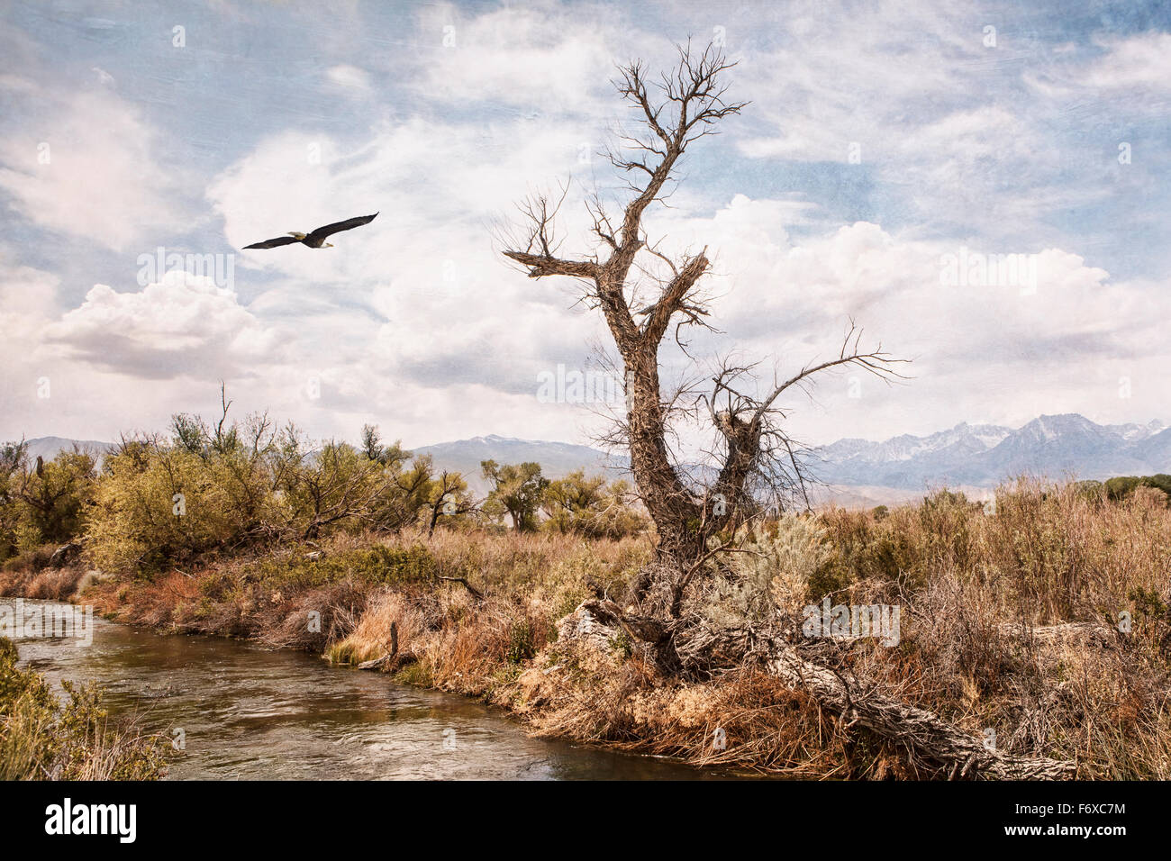 Adler fliegen durch ein Creekside toter Baum mit Texturen für künstlerisch hinzugefügt. Stockfoto