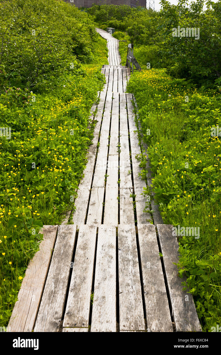 Pinsel und Blumen überwuchert eine verwitterte Promenade Weg, Sand Point, Popof Island, südwestlichen Alaska, USA, Sommer Stockfoto