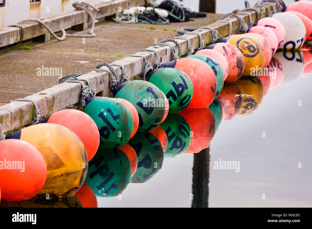 Eine Reihe von bunten Bojen gebunden zu einem Dock in Sand Point Harbor, südwestlichen Alaska, USA, Sommer Stockfoto
