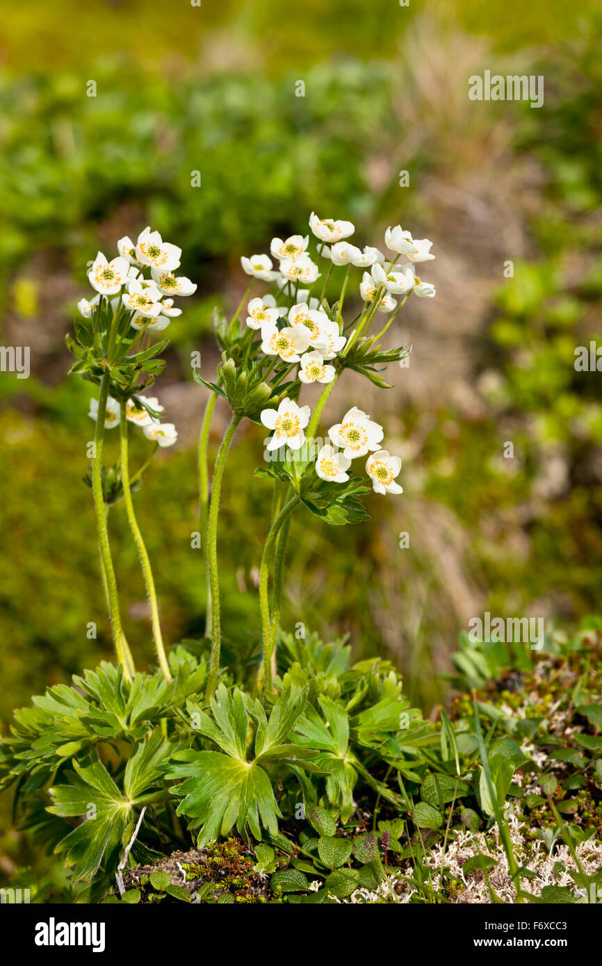 Detail der weißen Wildblumen blühen auf der Tundra, Sand Point, Popof Island, südwestlichen Alaska, USA, Sommer Stockfoto