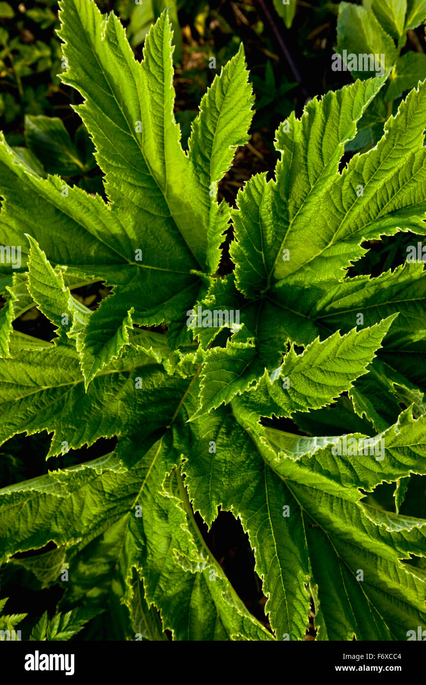 Detail der großen, grünen Blätter auf Laub, Sand Point, Popof Island, südwestlichen Alaska, USA, Sommer Stockfoto