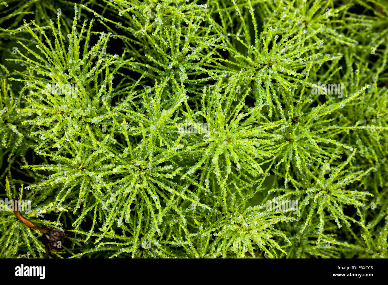 Detail der grünen Laub, Sand Point, Popof Island, südwestlichen Alaska, USA, Sommer Stockfoto