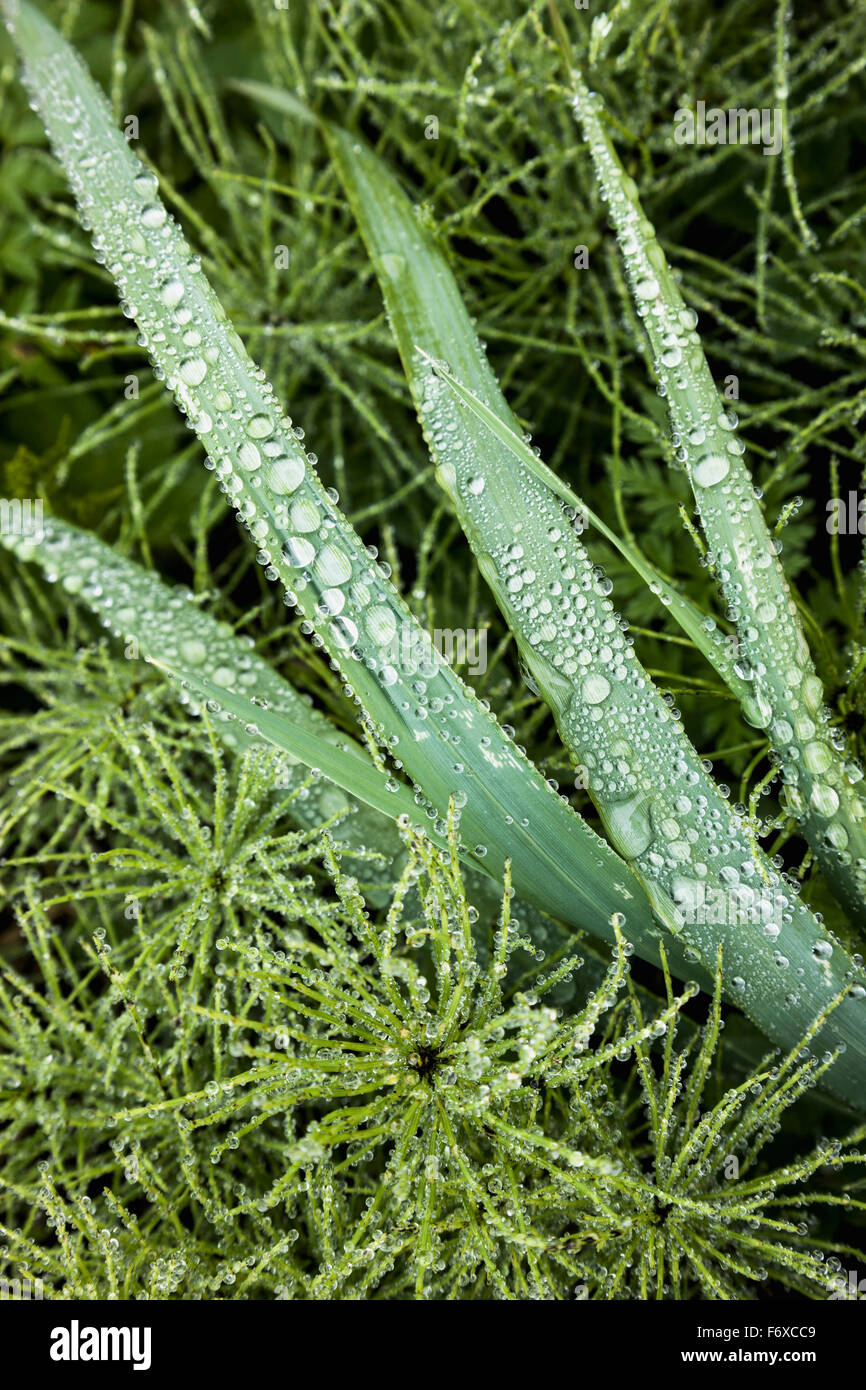 Detail der grünen Laub und Rasen, Sand Point, Popof Island, südwestlichen Alaska, USA, Sommer Stockfoto