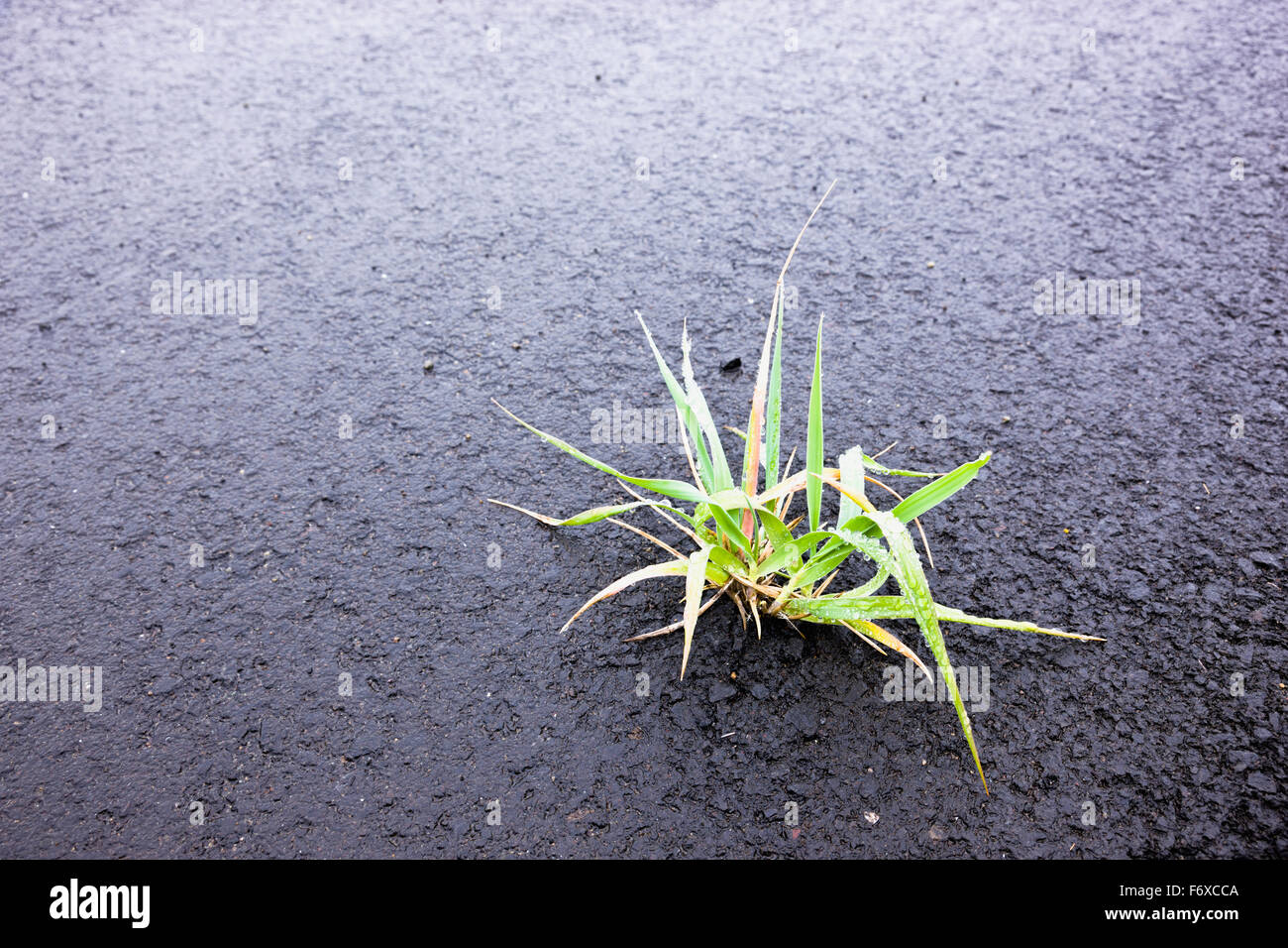 Ein kleines Stück Gras wuchs durch schwarzen Asphalt, Sand Point, Popof Island, südwestlichen Alaska, USA, Sommer Stockfoto