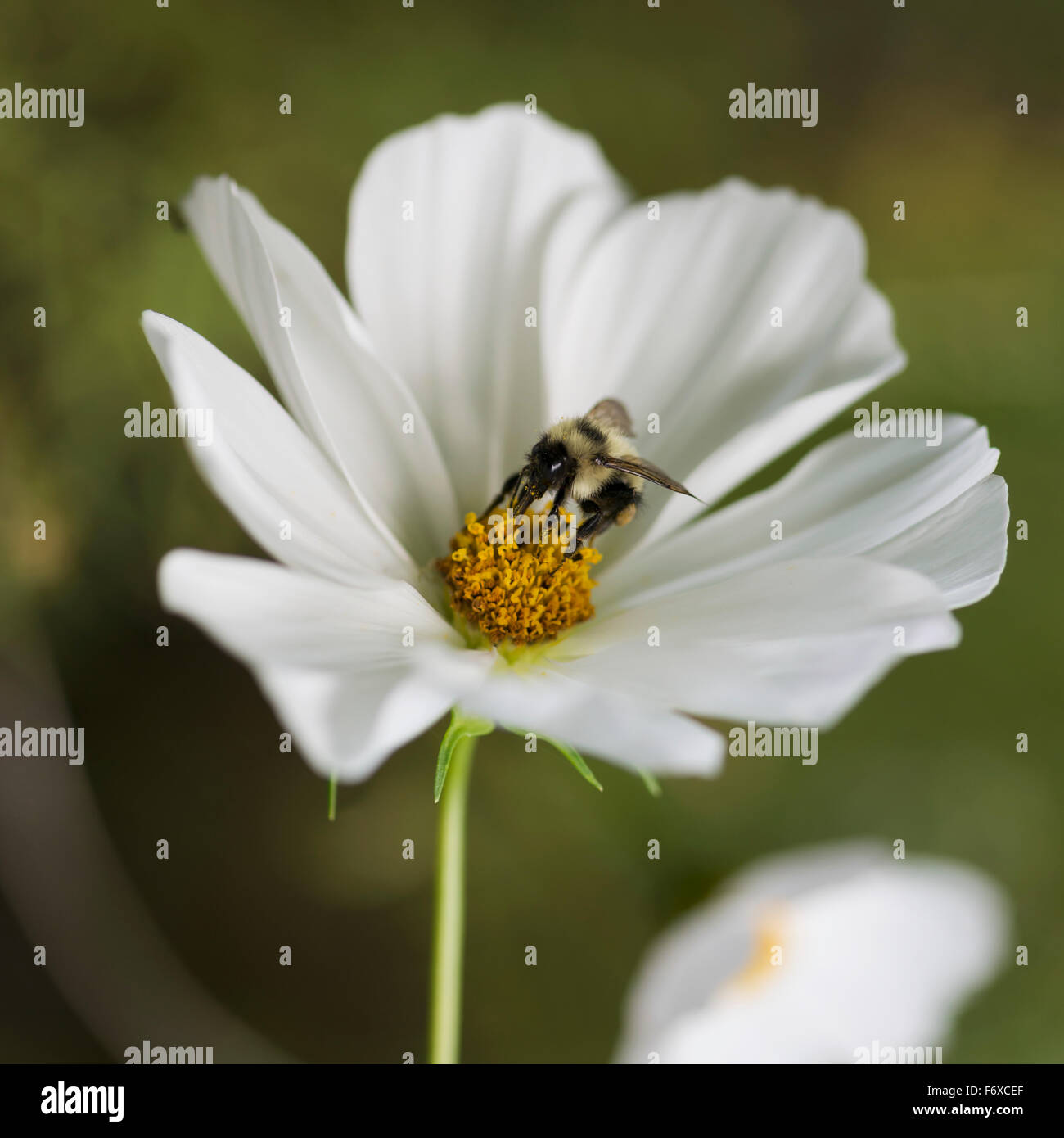 Hummel auf einer weißen Blume; Lake Of The Woods, Ontario, Kanada Stockfoto