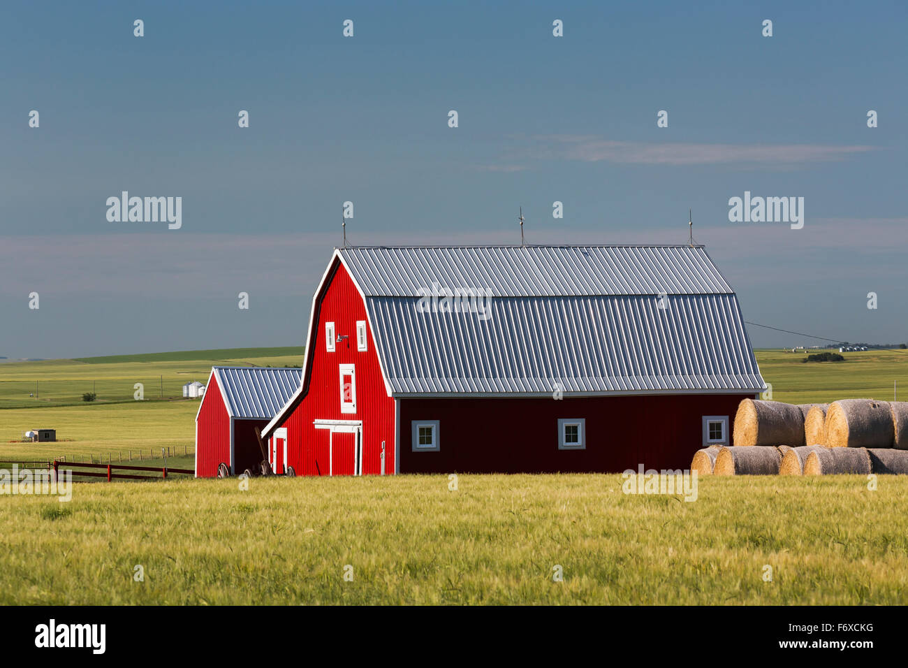 Leuchtend rote Scheune mit Runde Heuballen im grünen Getreidefeld bei blauem Himmel; Alberta, Kanada Stockfoto