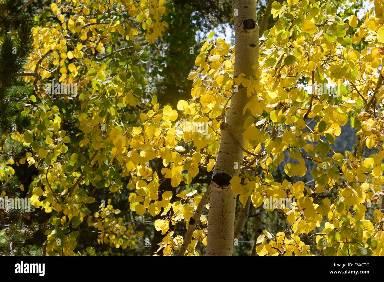 Espenbaum Herbstlaub Stockfoto