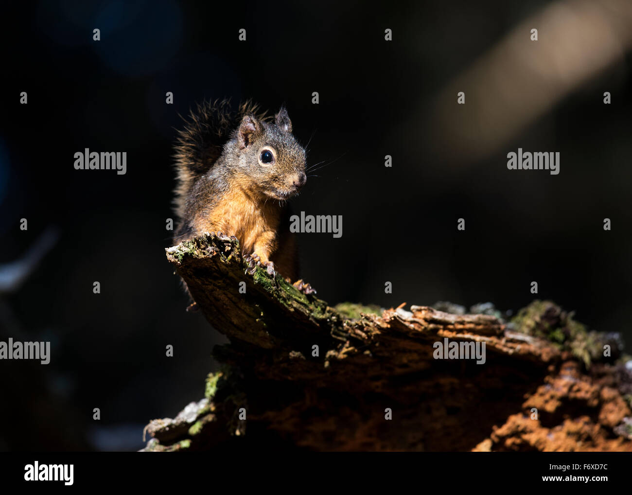 Douglas Squirrel (Tamiasciurus Douglasii) schaut aus einem Protokoll; Ilwaco, Washington, Vereinigte Staaten von Amerika Stockfoto