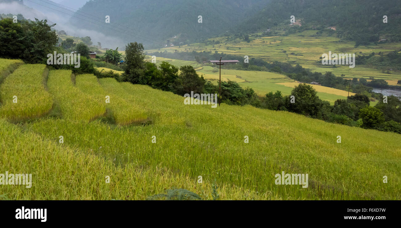 Üppigen grünen Rasen am Hang mit Blick auf das Tal; Thimphu, Bhutan Stockfoto