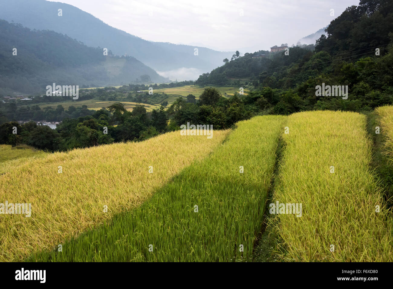 Grüne Pflanzen wachsen in einem Tal; Thimphu, Bhutan Stockfoto