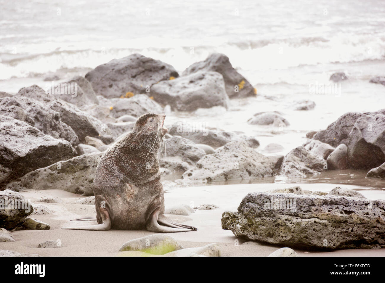 Nördliche Seebär sitzt an einem steinigen Strand Bellen mit dem Beringmeer im Hintergrund St. Paul Island, südwestlichen Alaska, USA, Sommer Stockfoto