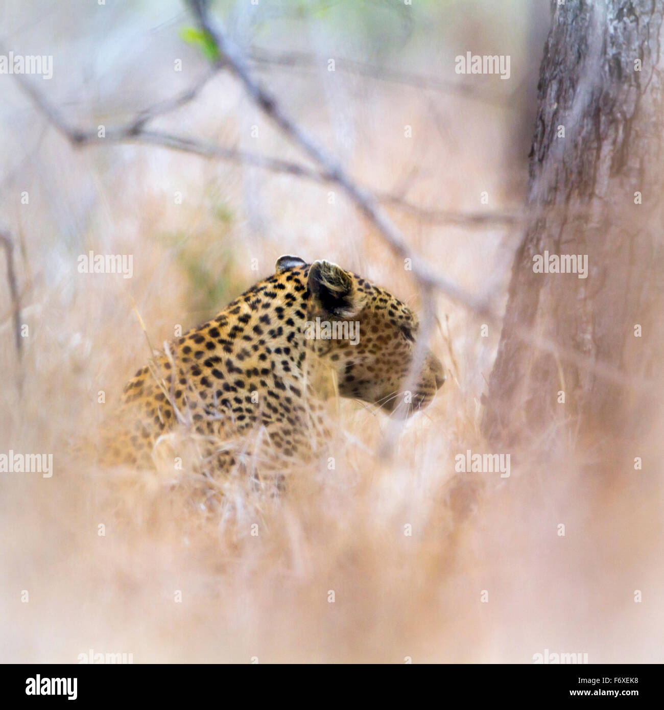 Leopard Specie Panthera Pardus Familie felidae Stockfoto