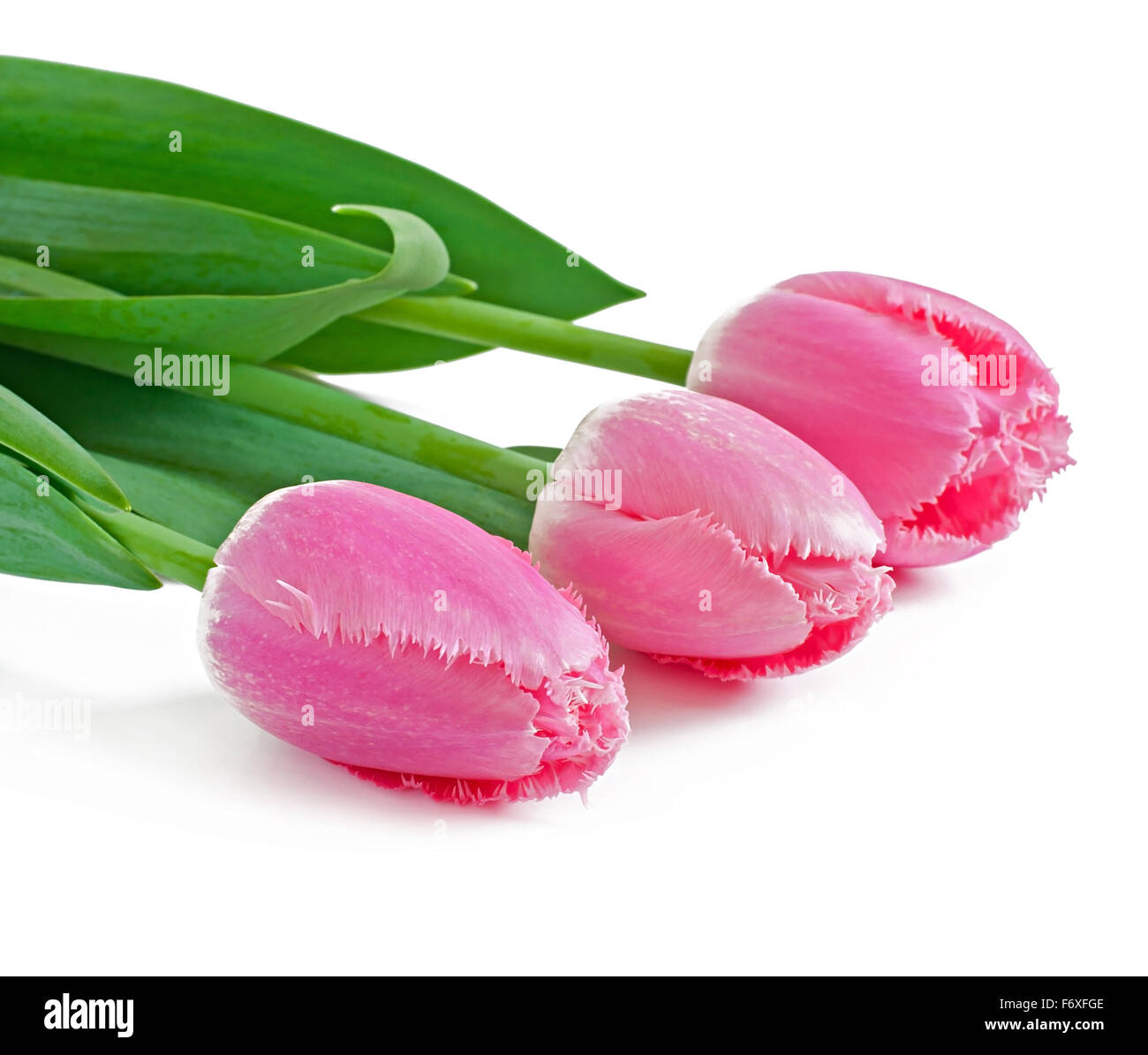 Frühlingsstrauß rosa Tulpen isoliert auf weißem Hintergrund Stockfoto