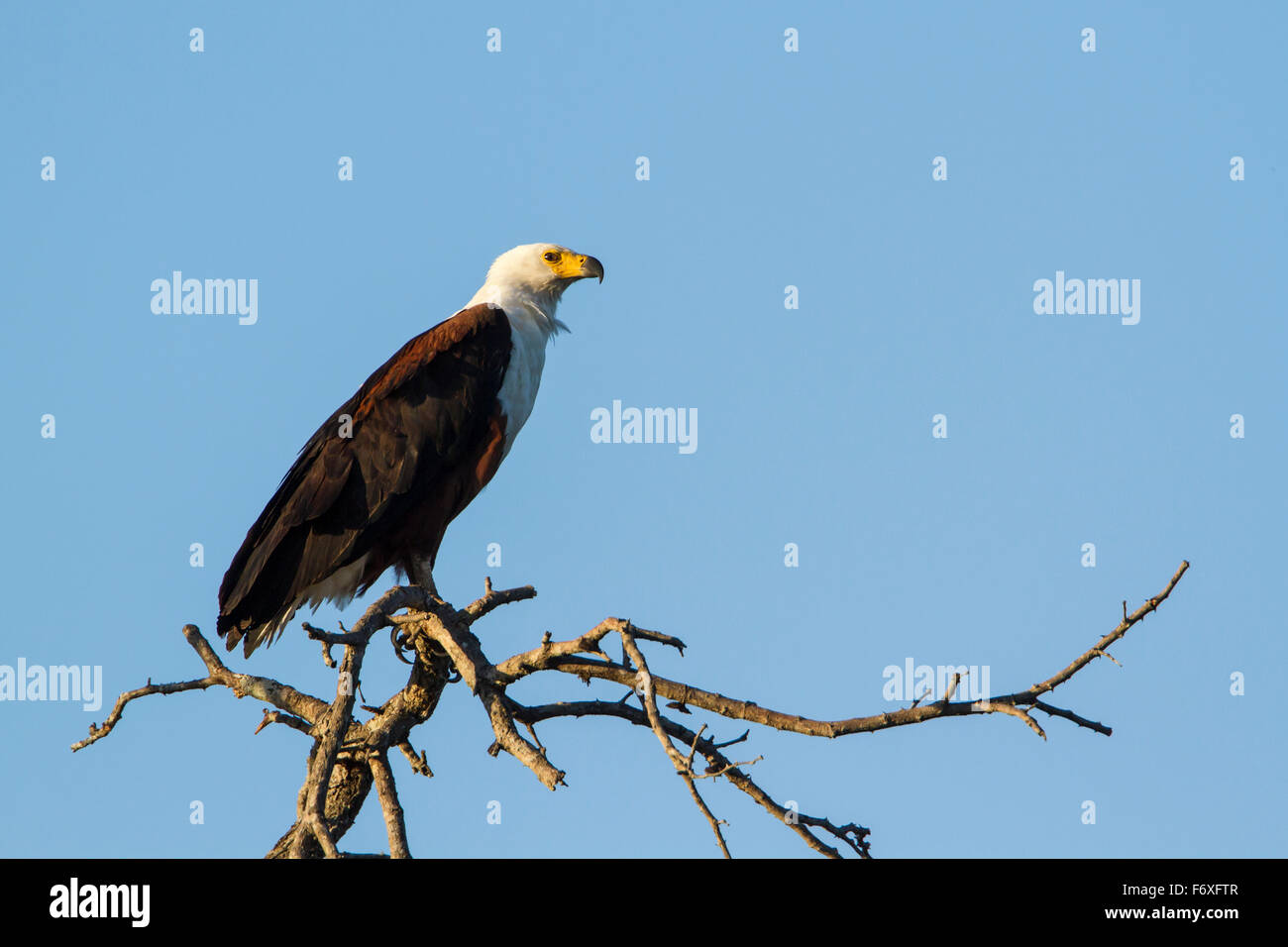 Afrikanische Fischadler Specie Haliaeetus Vocifer Familie Accipitridae Stockfoto