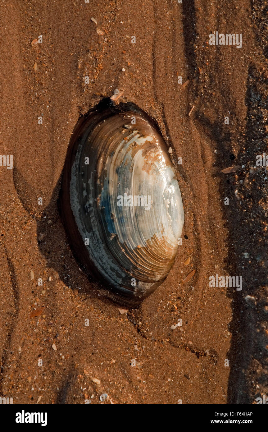 Ozean Quahog Shell auf Gullane Strand Stockfoto