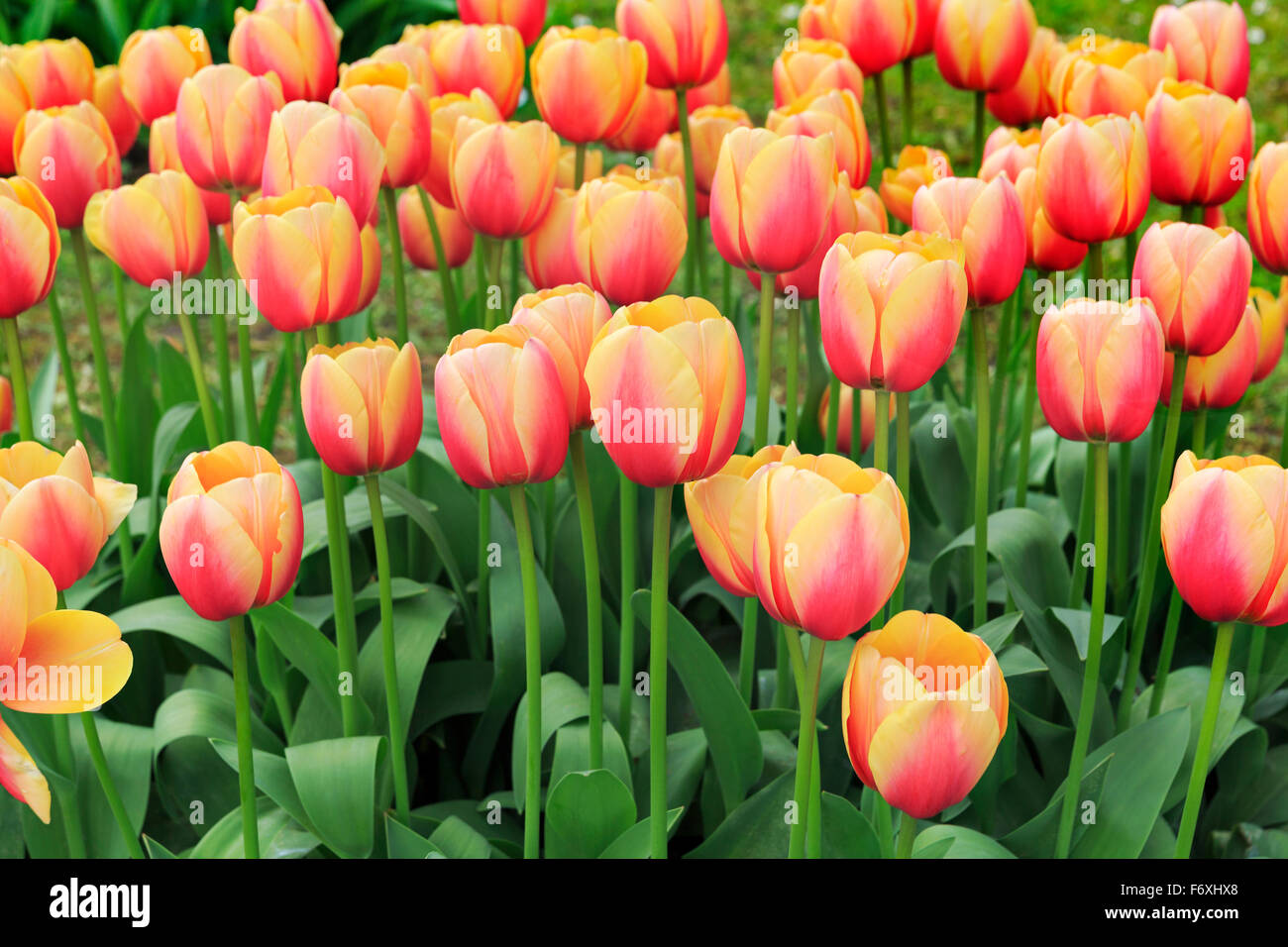 Blüte-Darwin-Hybrid-Tulpen (Tulipa Fosteriana), Marit Vielfalt, gelb, rot, Deutschland Stockfoto