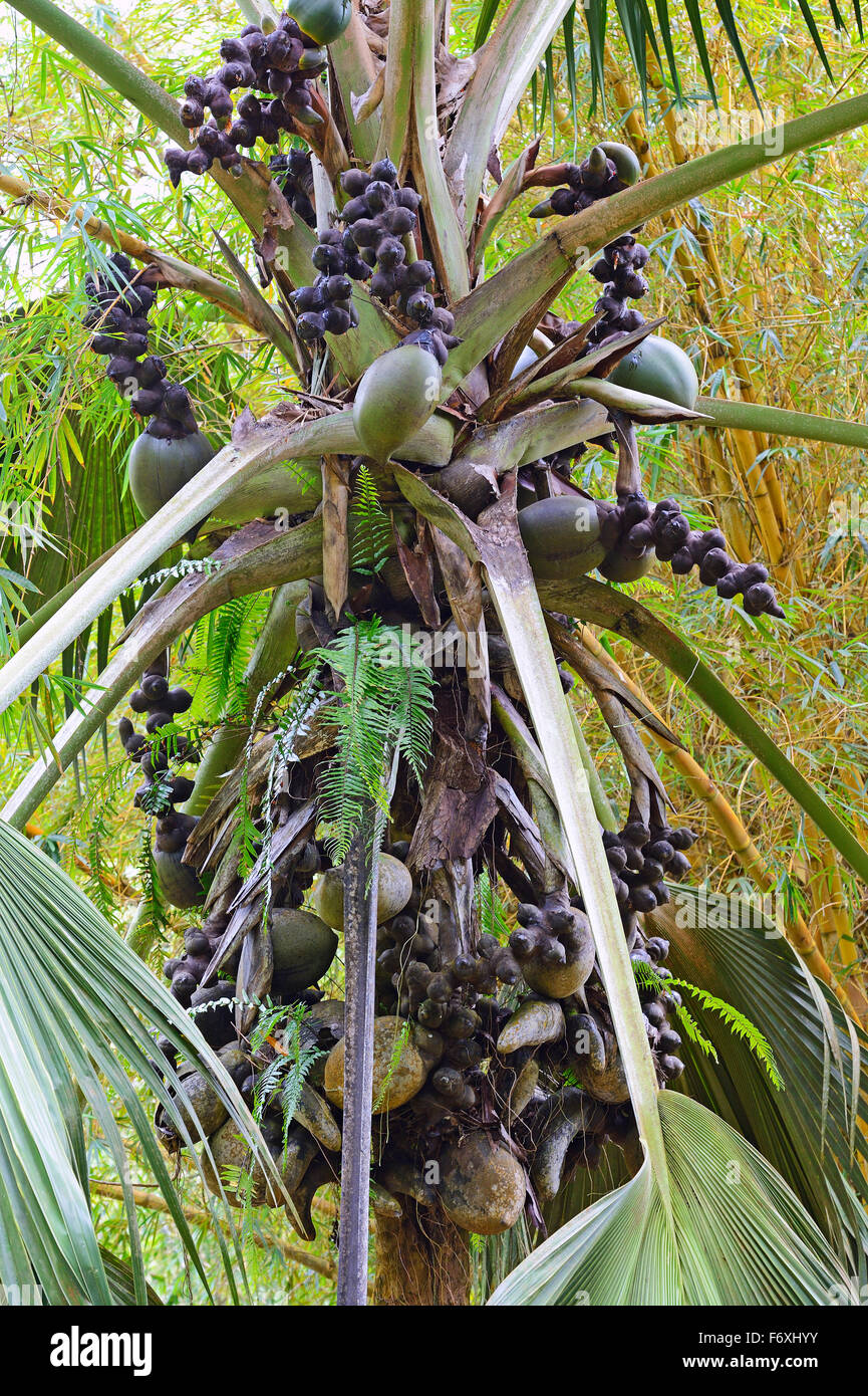 Meer-Kokosnuss, auch Coco de Mer oder Double Coconut (Lodoicea Maldivica), Insel Mahé, Seychellen Stockfoto