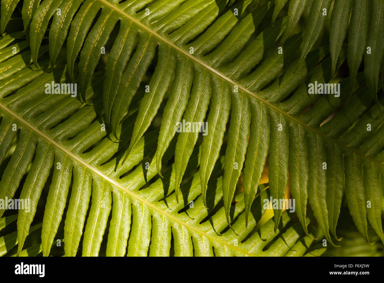 Planen Sie mit bipinnate Blätter Stockfoto