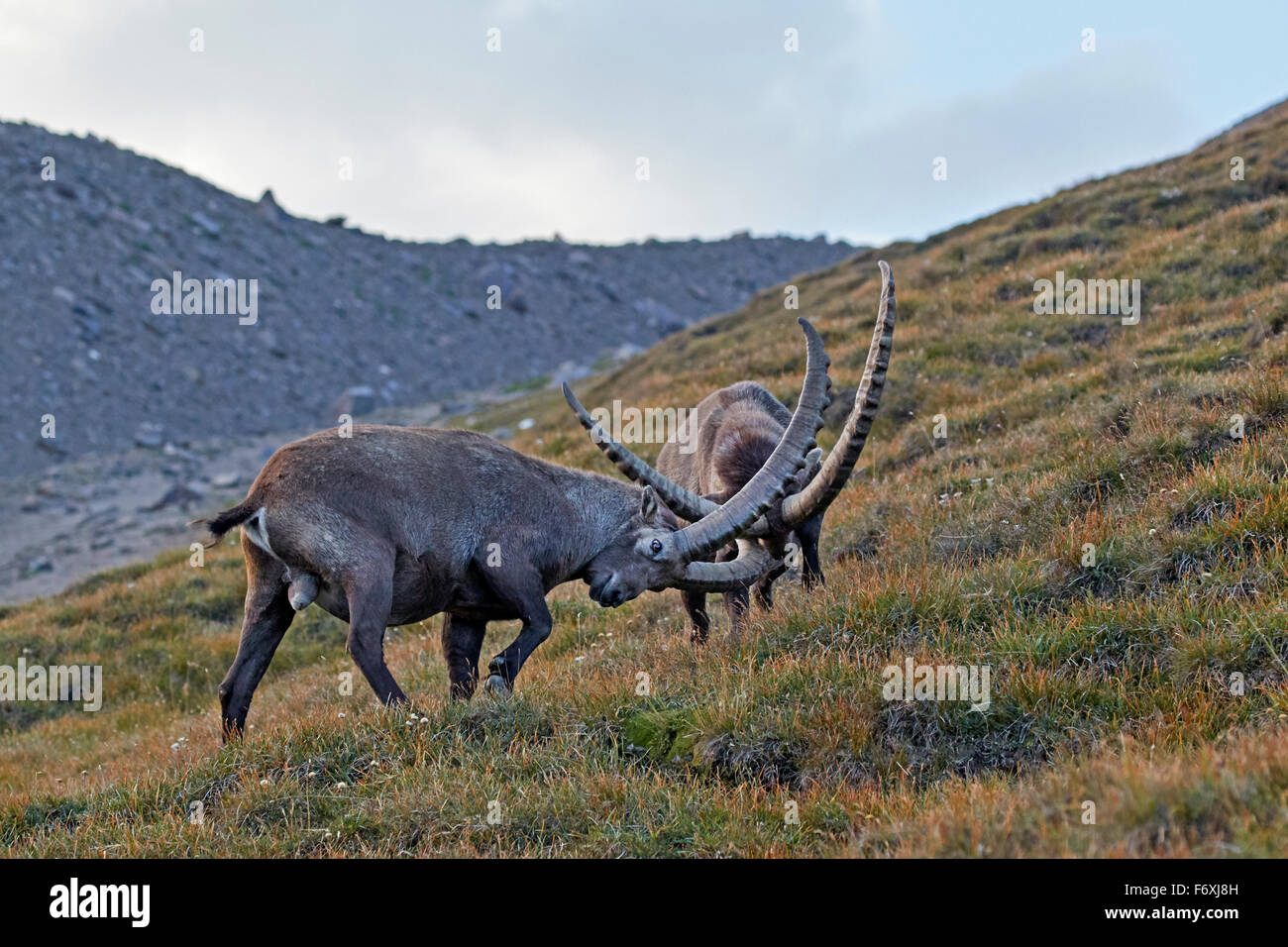 Bekämpfung der Alpensteinbock, Nationalpark Hohe Tauern, Kärnten, Österreich, Europa / Capra Ibex Stockfoto