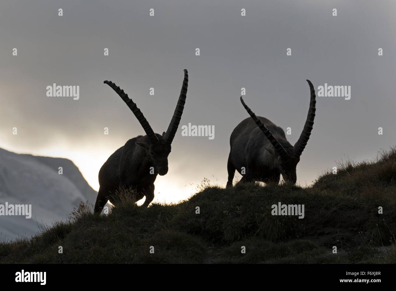 Alpensteinbock, Nationalpark Hohe Tauern, Kärnten, Österreich, Europa / Capra Ibex Stockfoto