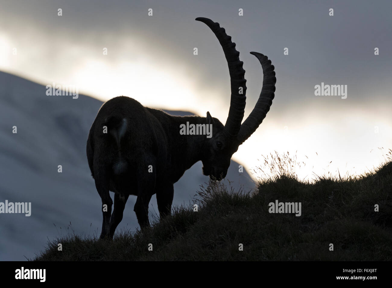 Alpensteinbock, Nationalpark Hohe Tauern, Kärnten, Österreich, Europa / Capra Ibex Stockfoto