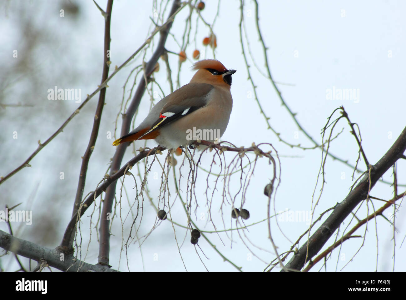 Vogelschwarm im Svirestely Winter auf Zweigen Früchte essen