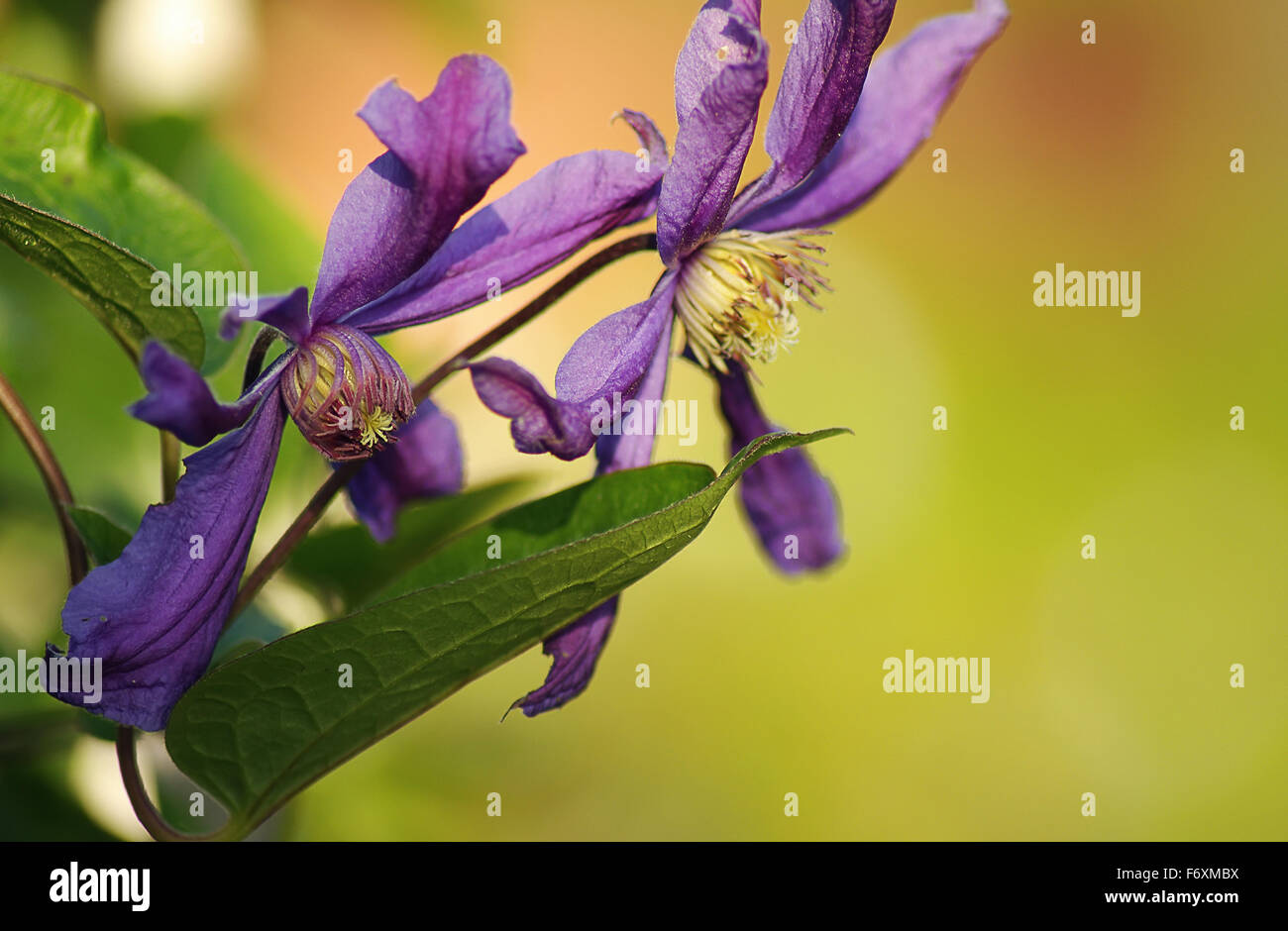 Zwei Blüten von Clematis mit violetten Blütenblättern hautnah. Stockfoto