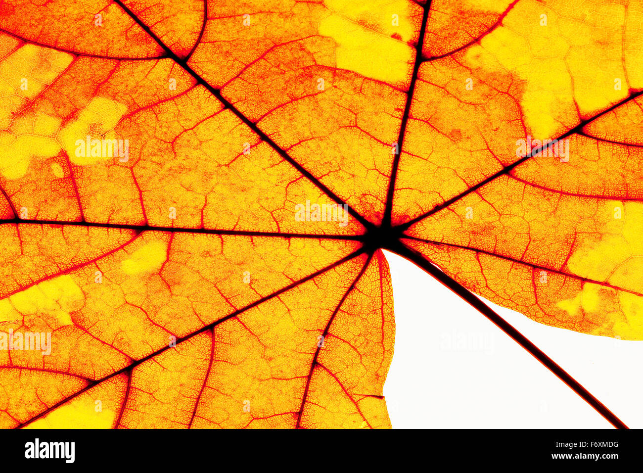 Extreme Nahaufnahme von Herbstblatt - Isolated on White Stockfoto