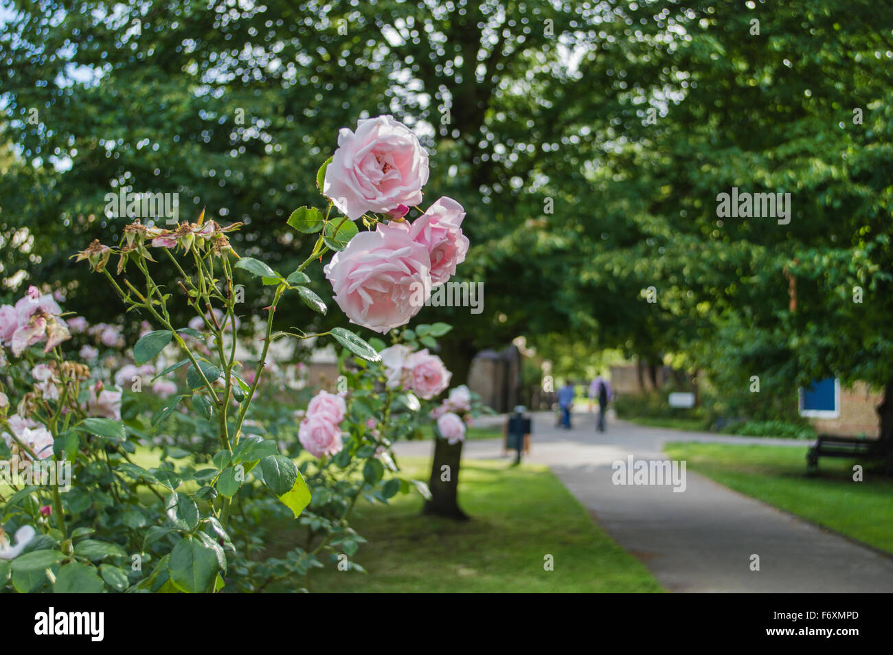 Rosa Rosen im wind Stockfoto