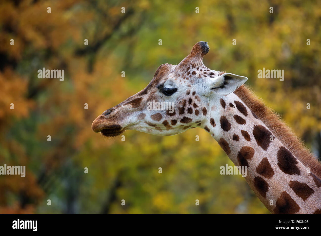 Giraffe, ein Profil Stockfoto