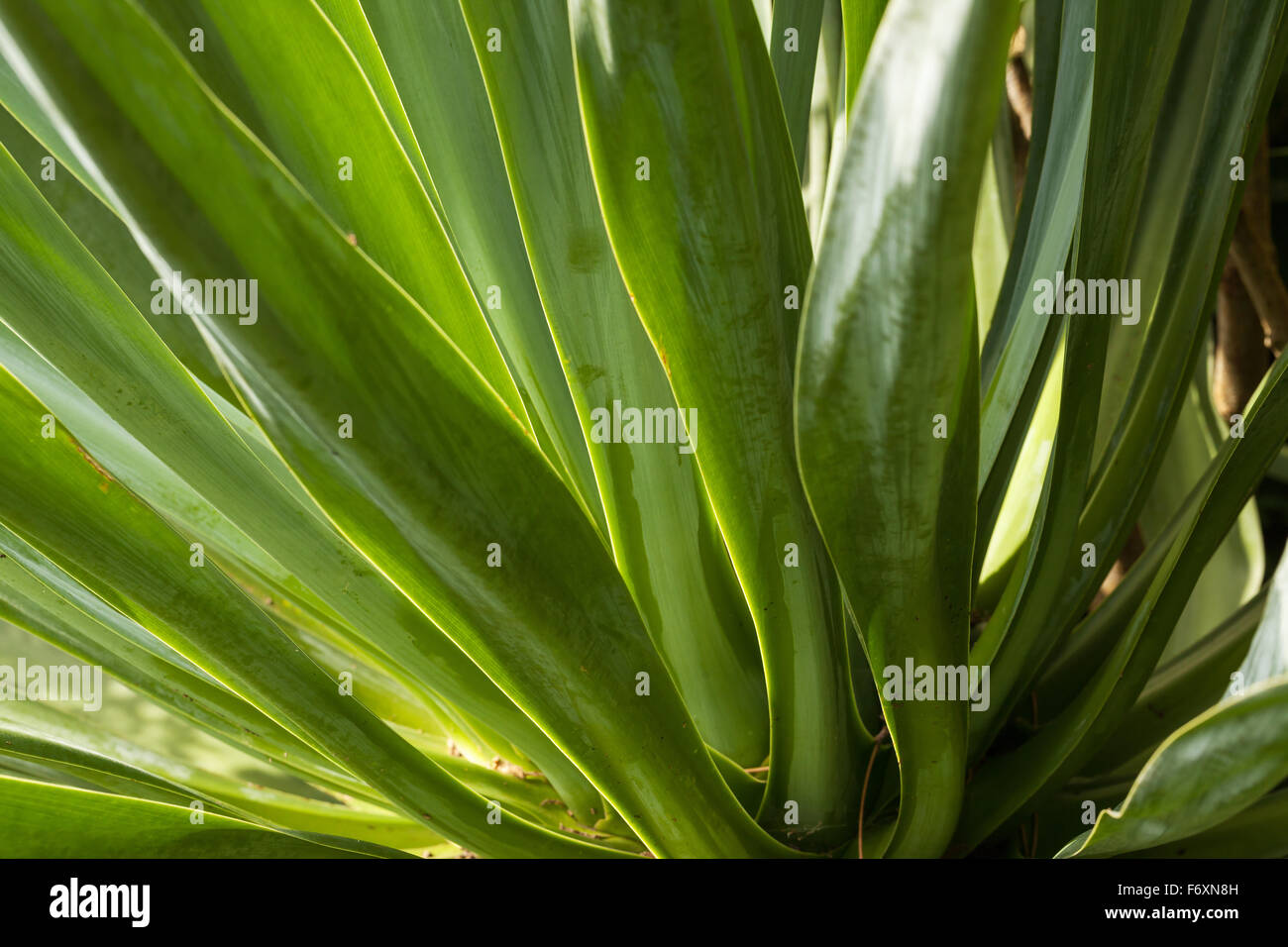 Flache Blätter eine subtropische Pflanze auf Tresco, Scilly Isle  Stockfotografie - Alamy