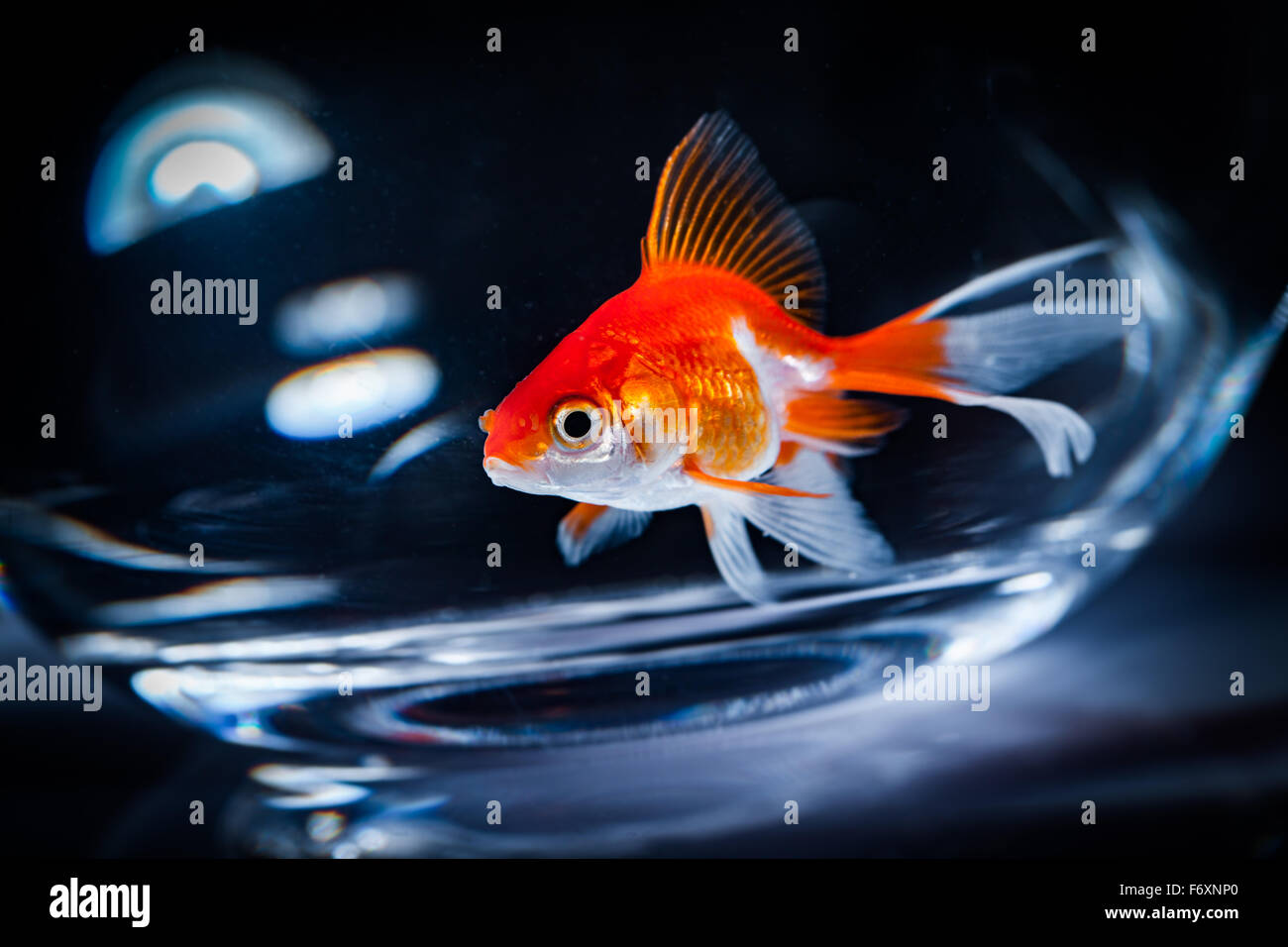 Goldfisch schwimmt in einem Aquarium auf einem dunklen Hintergrund Stockfoto