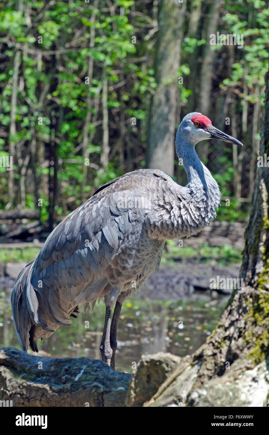 Stilicho Kranich (Grus Antigone) im Rasen Hintergrund Stockfoto