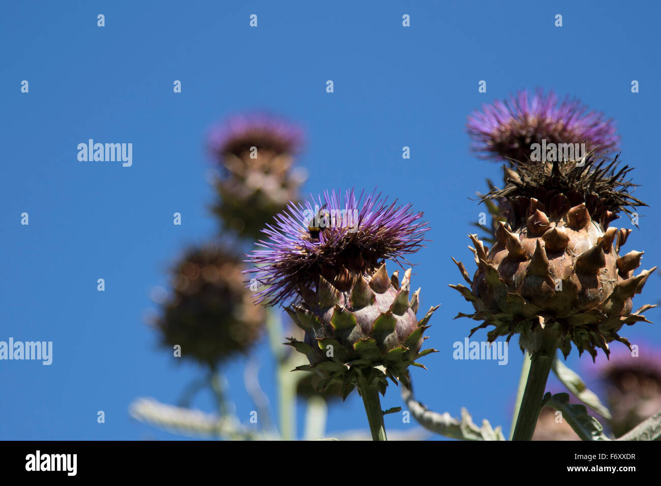 Distel Disteln wachsen in Sonnenschein, blauer Himmel Stockfoto