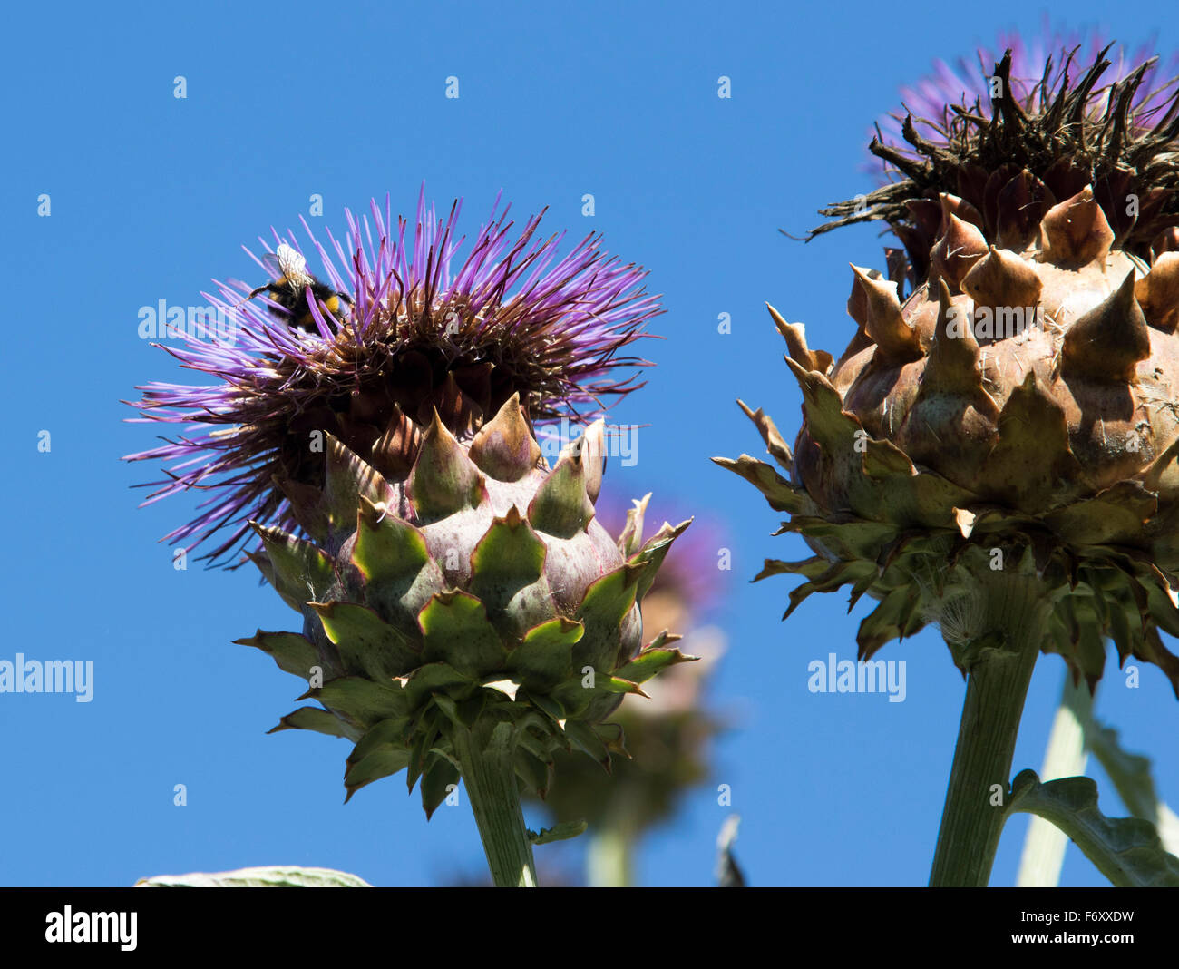 Distel Disteln wachsen in Sonnenschein, blauer Himmel Stockfoto