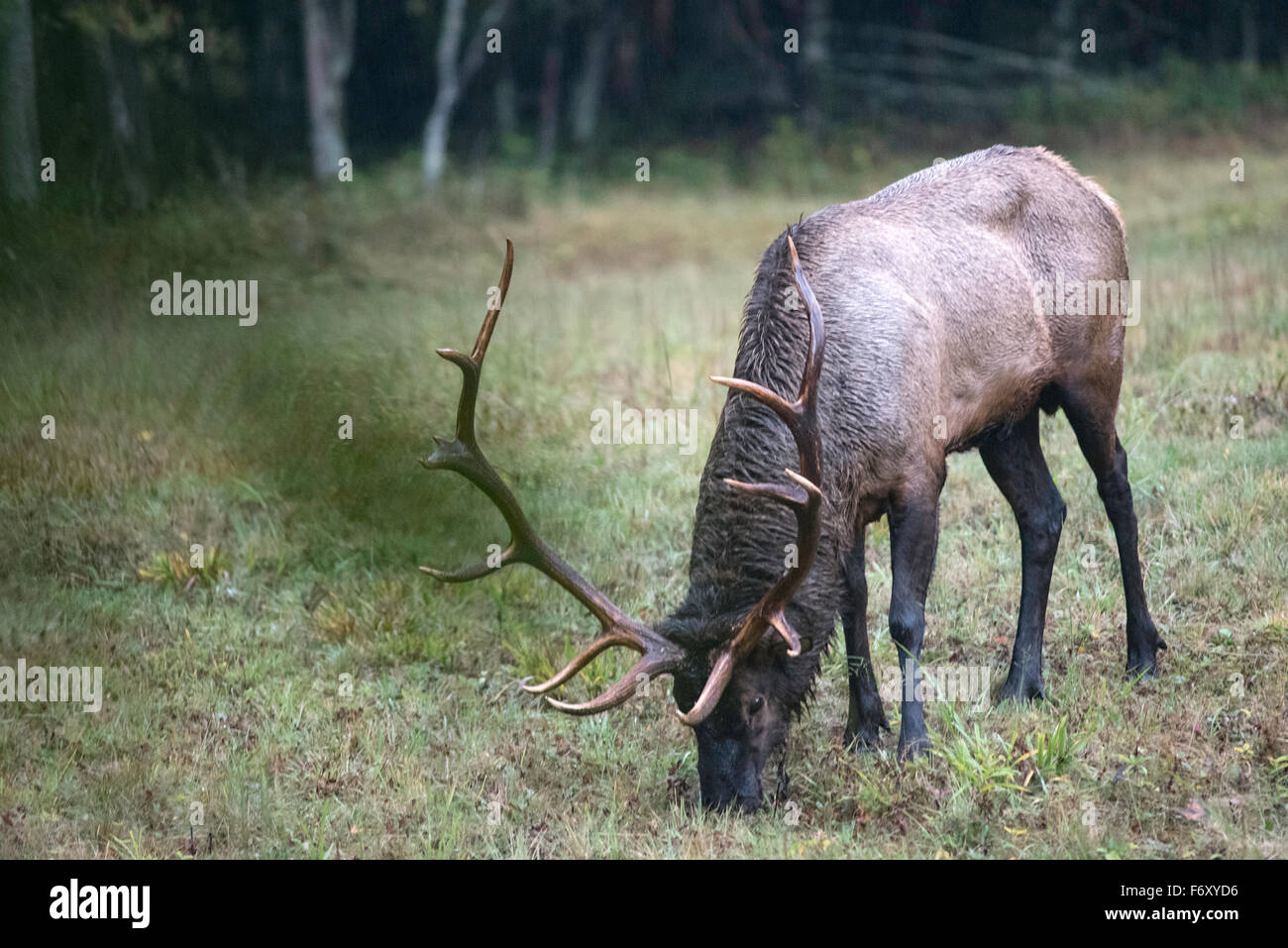 Adult Bull Elk Grast Im Chattahoochee Valley Im Smokey Mountains National State Park Tennessee Stockfoto