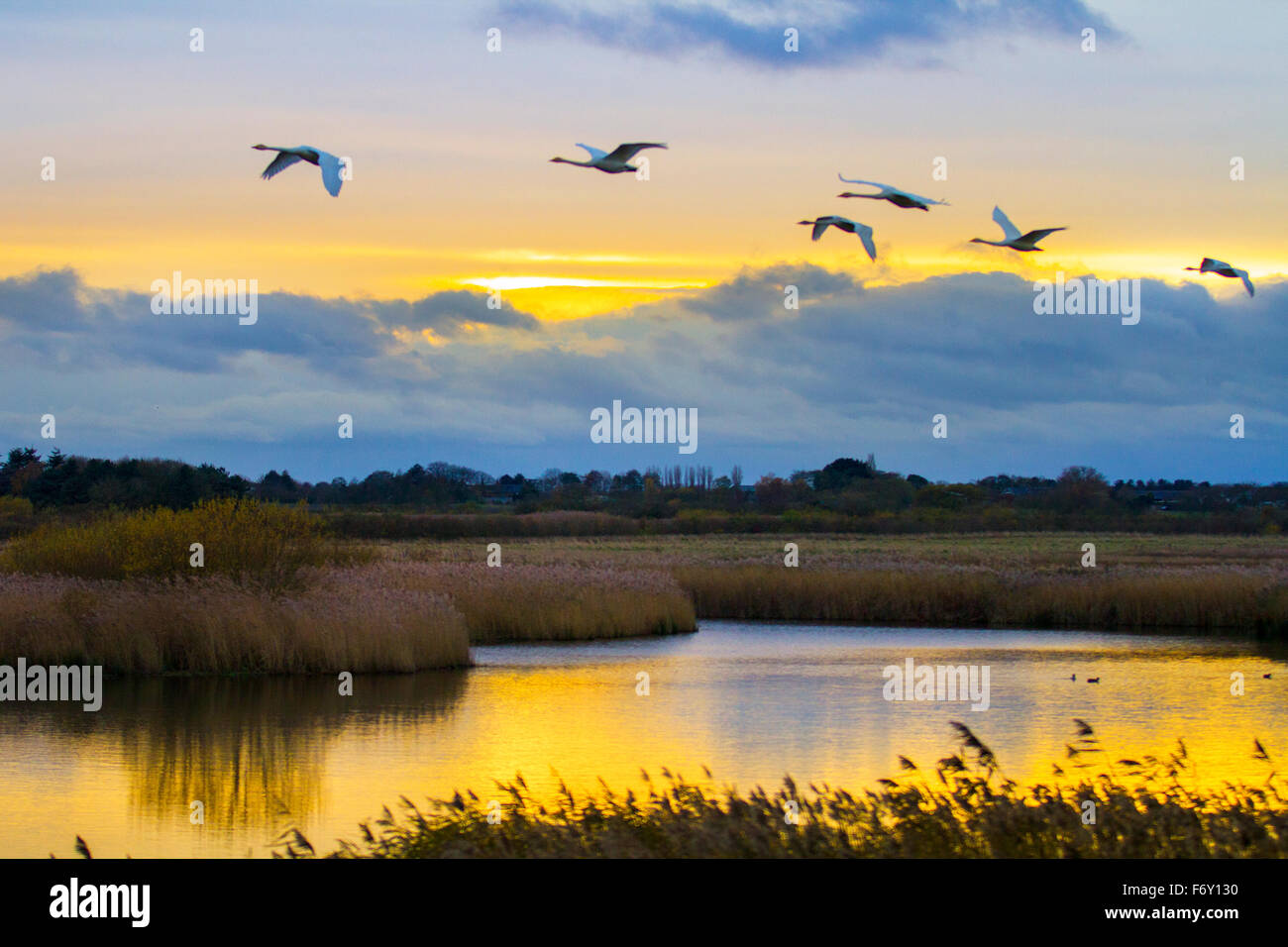 Schar von Zugvögeln Whooper Schwäne (Cygnus cygnus) Vögel am Himmel beim Fliegen über Burscough, Lancashire, Großbritannien. November 2015. Wetter in Großbritannien mit Wanderschwan, der zum Wetland Center zurückkehrt, um bei Sonnenuntergang zu brüsten. Die derzeitige Schwanenzahl liegt bei etwa 750 Vögeln, es wird erwartet, dass diese plötzliche Kältewelle all dies ziemlich schnell ändern könnte, da bis zu 2000 mehr Vögel im Wildreservat erwartet werden. Stockfoto