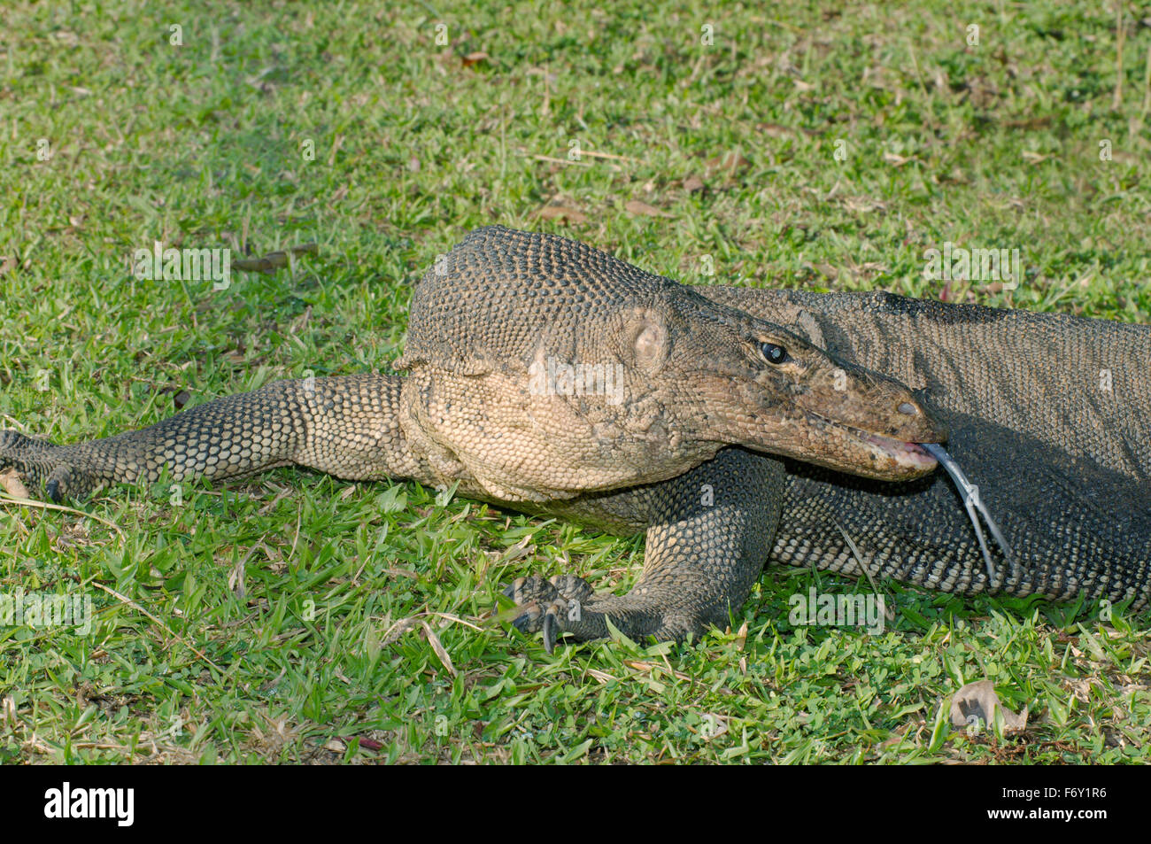 Asiatischer Wasser-Monitor oder aquatische Varan (Varanus Salvator) Redang Island, Malaysia Stockfoto