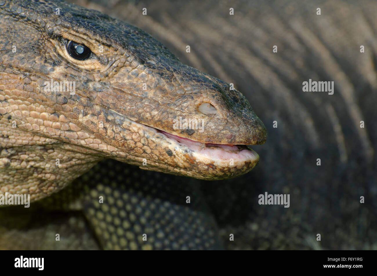 Asiatischer Wasser-Monitor oder aquatische Varan (Varanus Salvator) Redang Island, Malaysia Stockfoto
