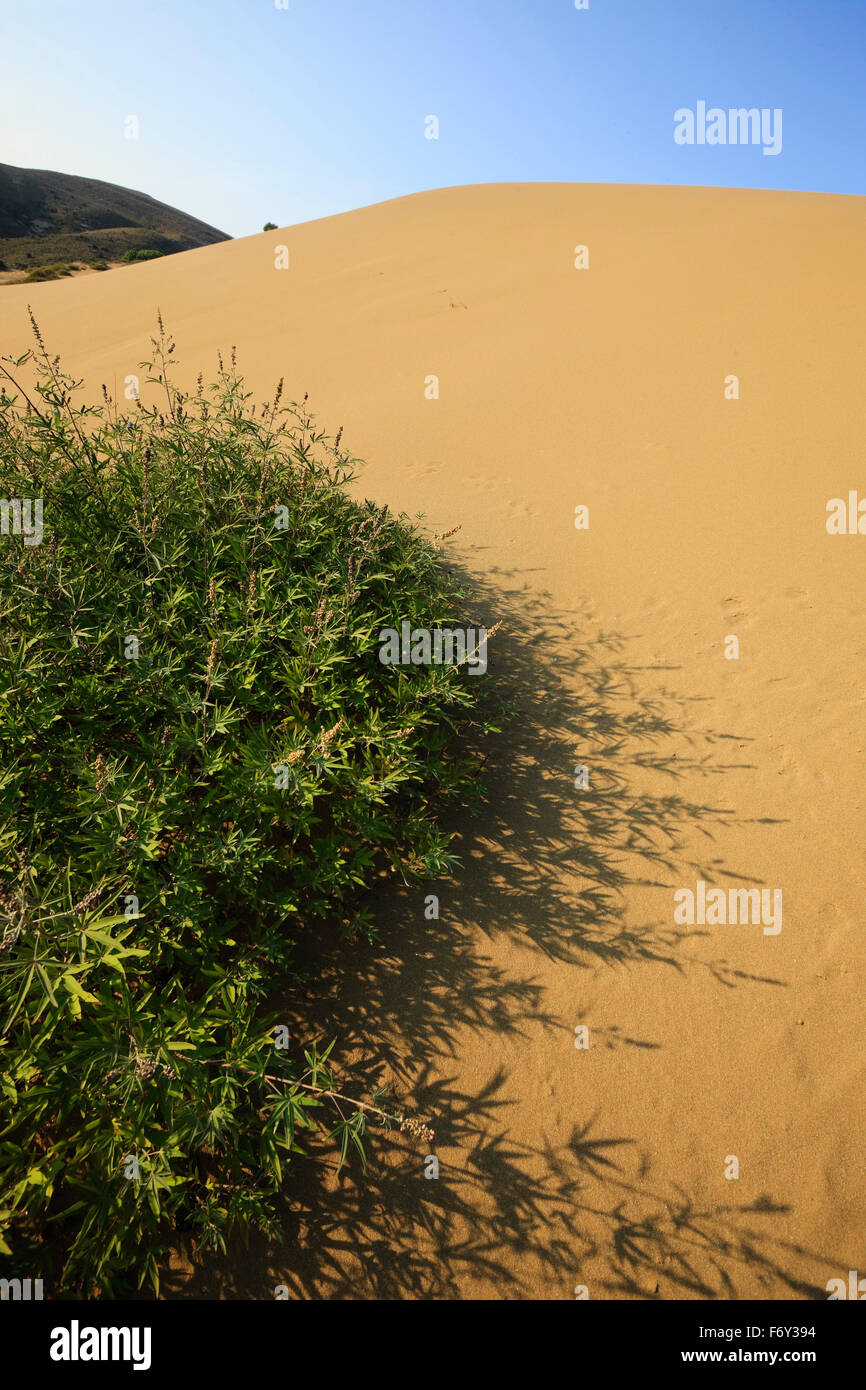 Sanddünen in Gomati oder "Ammothines" Bereich und Vegetation (Vitex Agnus Castus). Katalako Dorf, Lemnos oder Insel Limnos, Griechenland Stockfoto