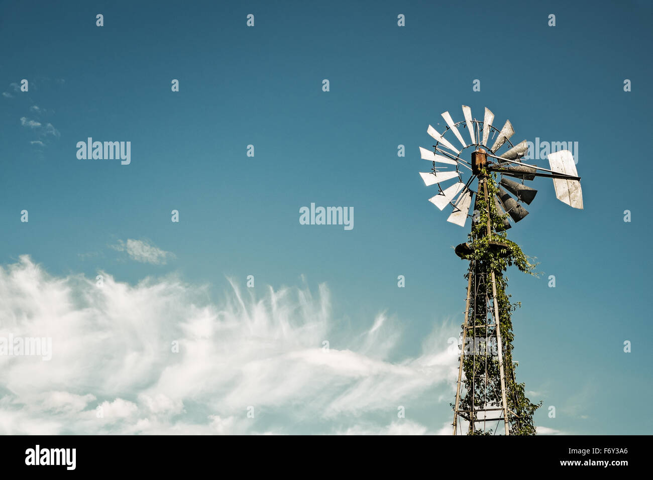 Reben wachsen auf einer landwirtschaftlichen Windmühle in Kanada Stockfoto