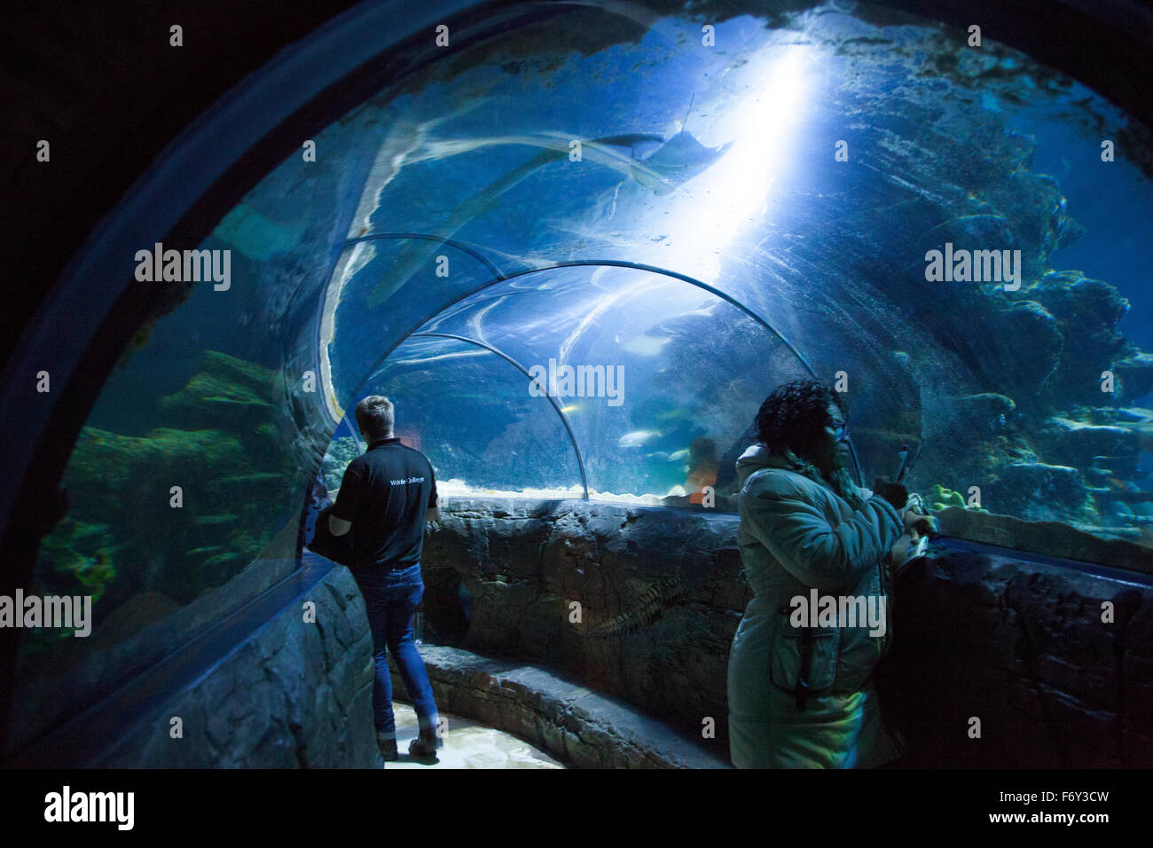 Unterwasser-Tunnel in London Sea Life Aquarium, London, England Stockfoto